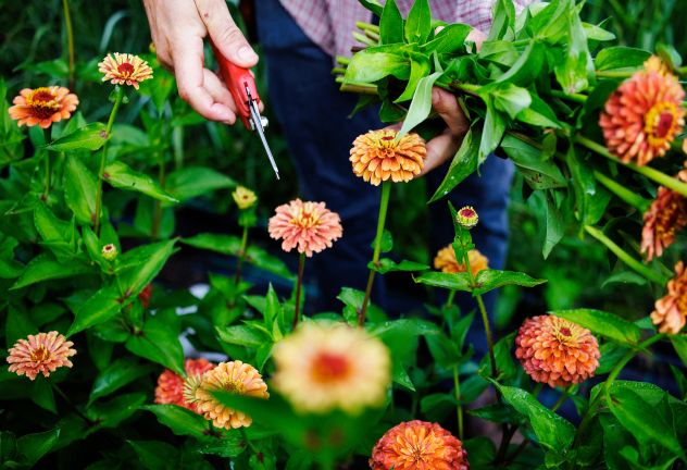 Blumen Kopf Blumen Kopf